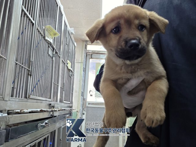 믹스견 사진