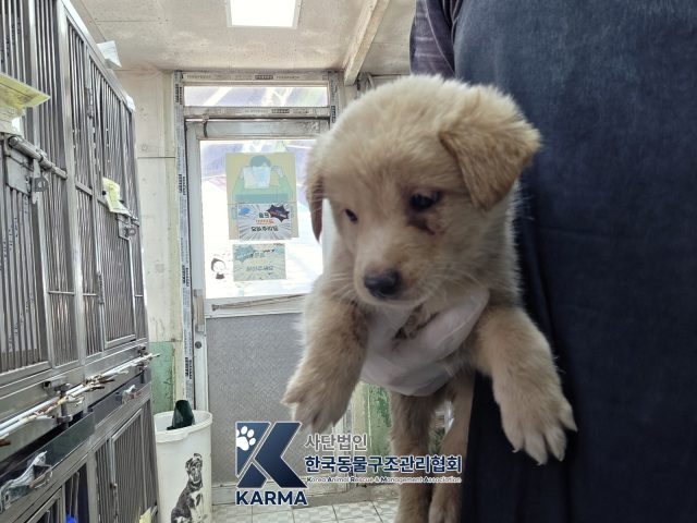 믹스견 사진 2