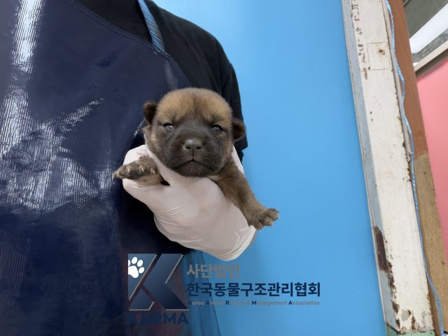 믹스견 사진 2