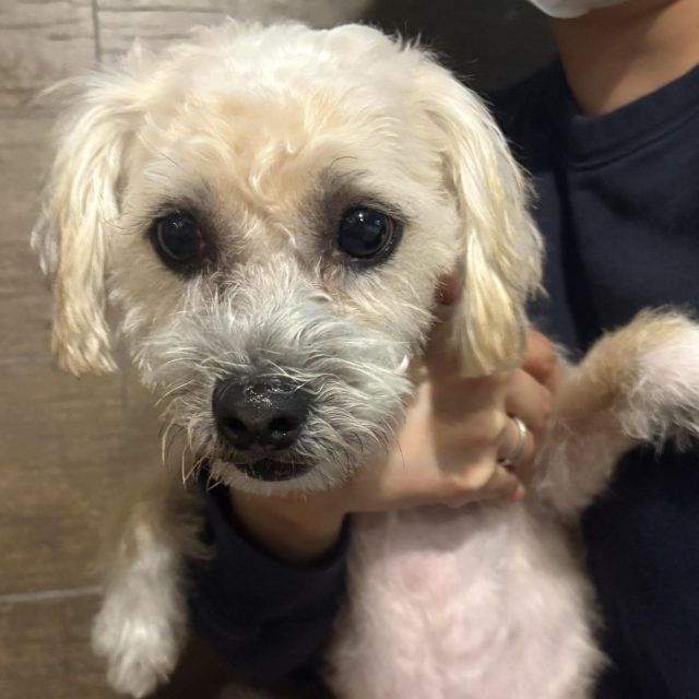 푸들 사진 2