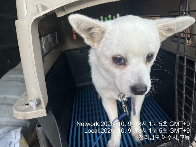 믹스견 사진 2