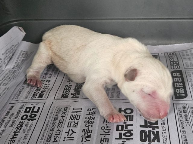 믹스견 사진 1