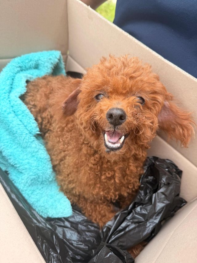 푸들 사진
