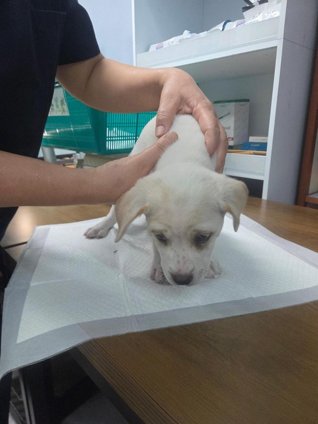 믹스견 사진 1