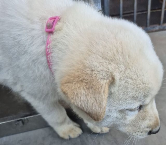 믹스견 사진