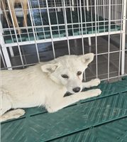 믹스견 사진 2