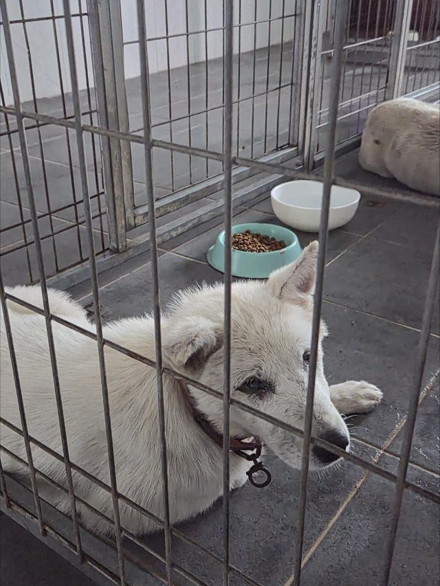 믹스견 사진 2