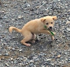믹스견 사진 2