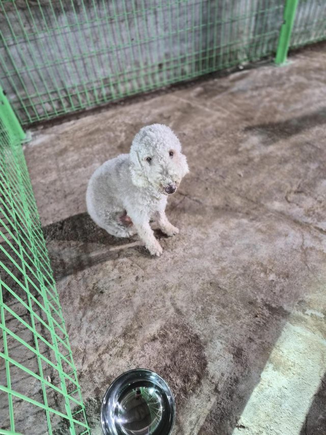 믹스견 사진