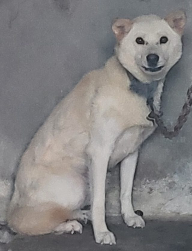 믹스견 사진