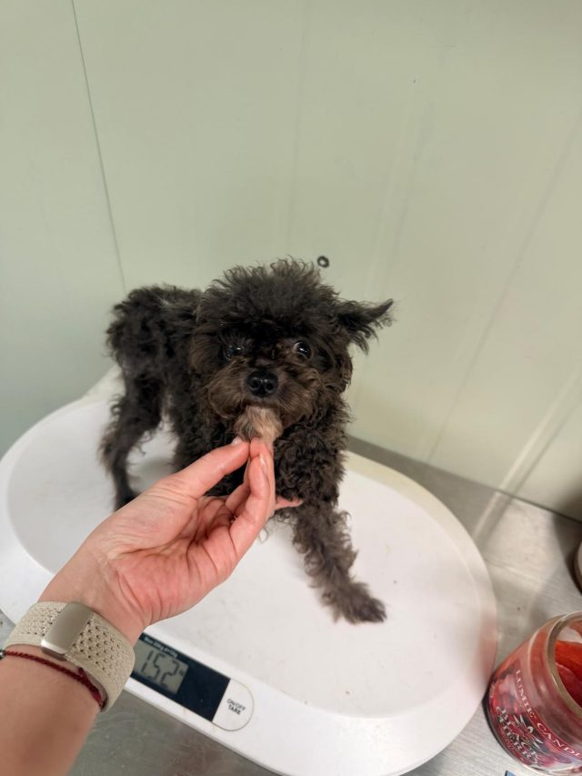 푸들 사진 1