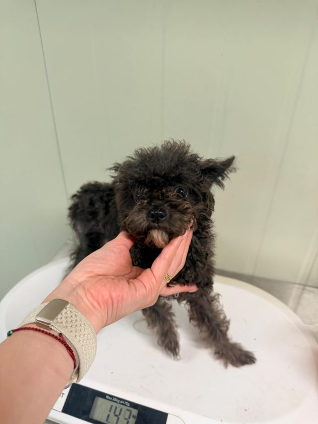 푸들 사진 2