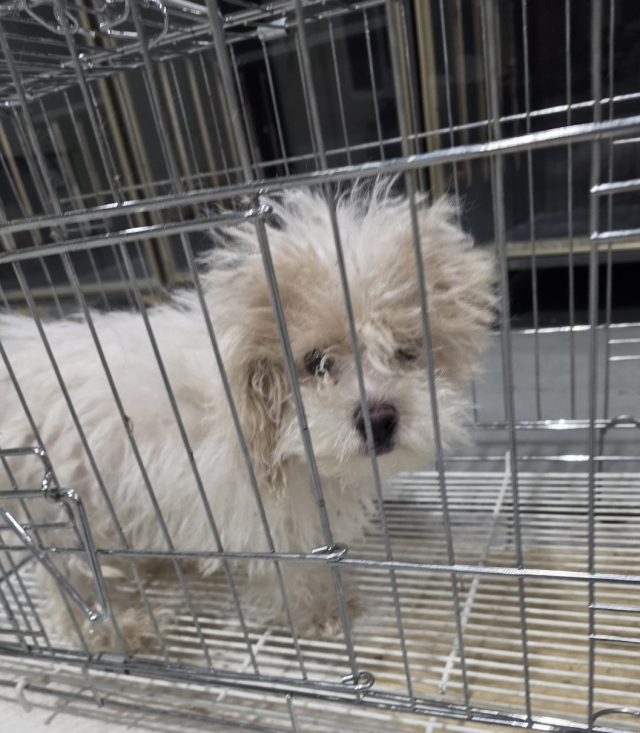 푸들 사진 1