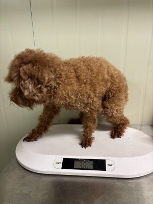 푸들 사진