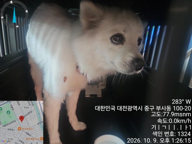 믹스견 사진 2