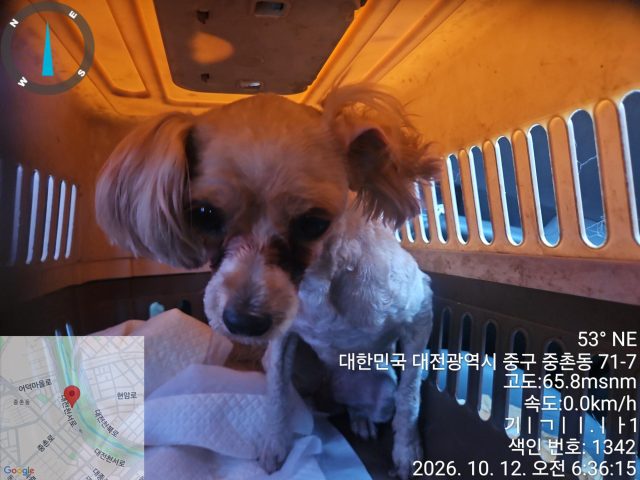 말티즈 사진