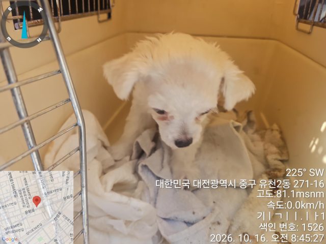 믹스견 사진