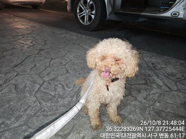 푸들 사진