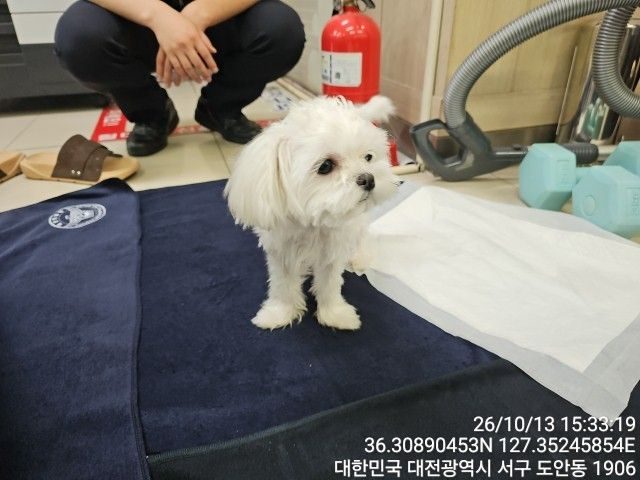 말티즈 사진 2