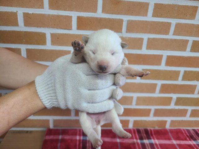 믹스견 사진