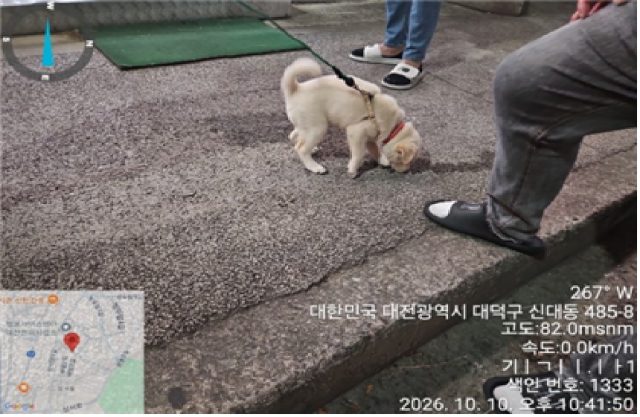 믹스견 사진