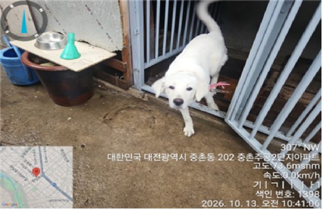 믹스견 사진