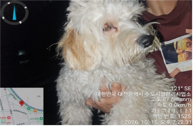 믹스견 사진