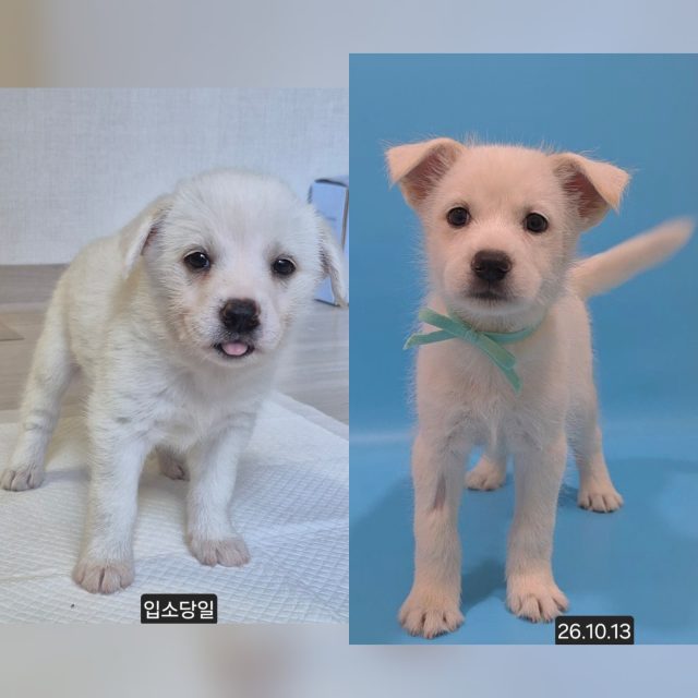믹스견 사진