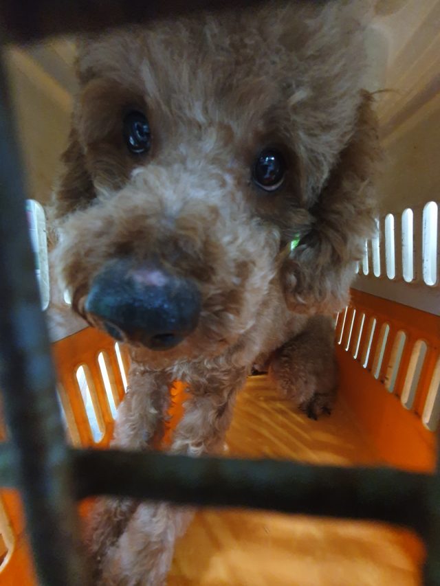 푸들 사진