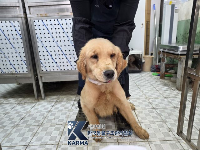 골든 리트리버 사진
