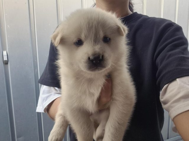 믹스견 사진