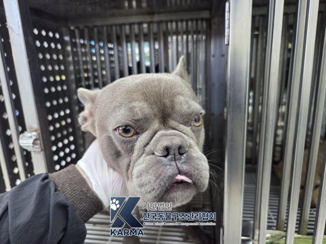 프렌치 불독 사진 2