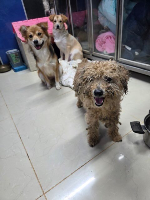 푸들 사진