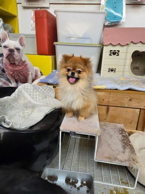 포메라니안 사진