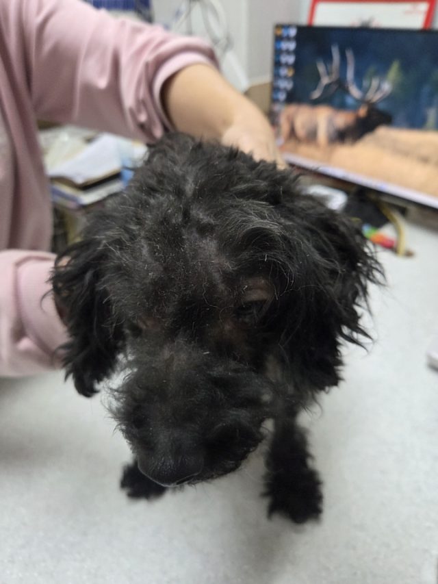 푸들 사진 2