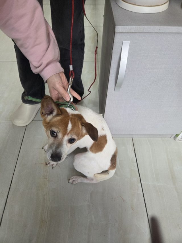 믹스견 사진