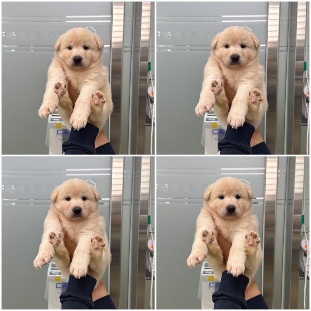 믹스견 사진