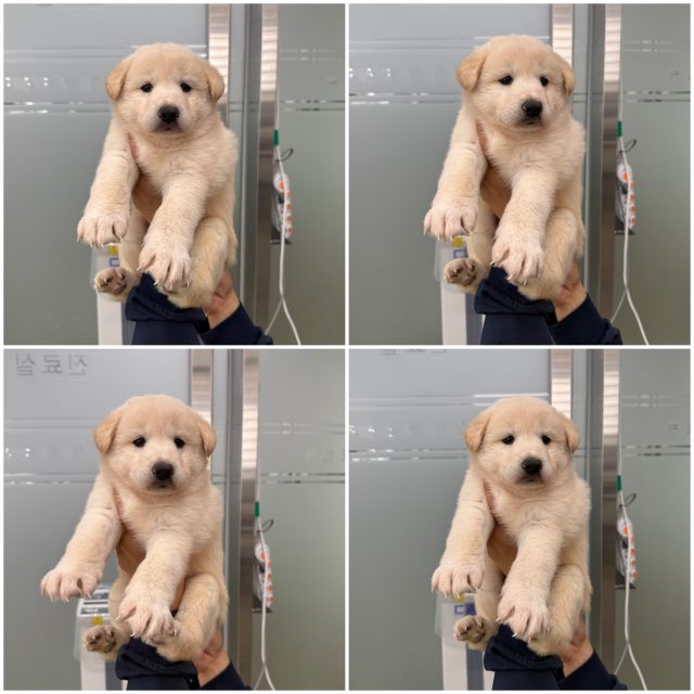 믹스견 사진