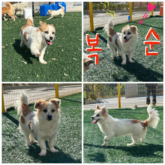 믹스견 사진
