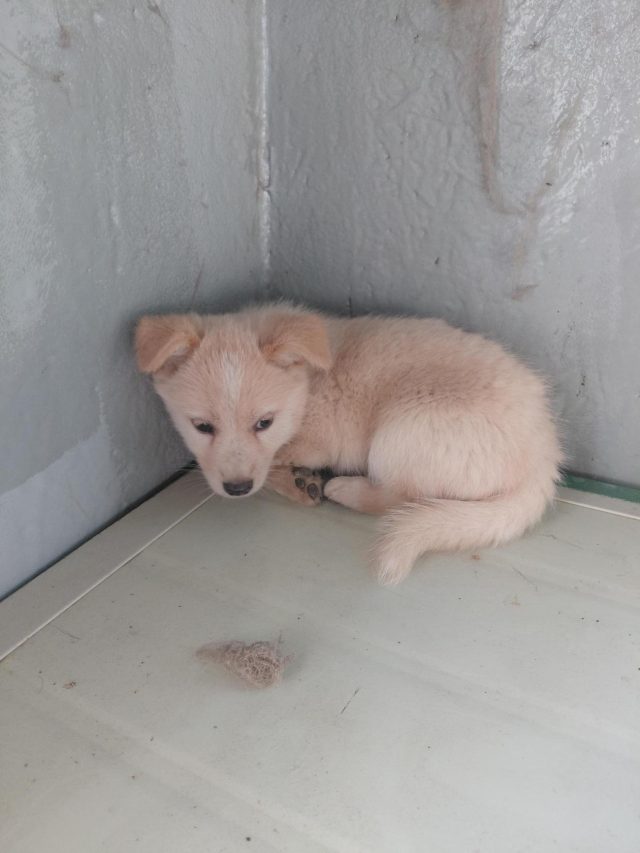 믹스견 사진