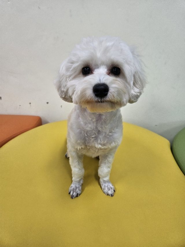 말티즈 사진