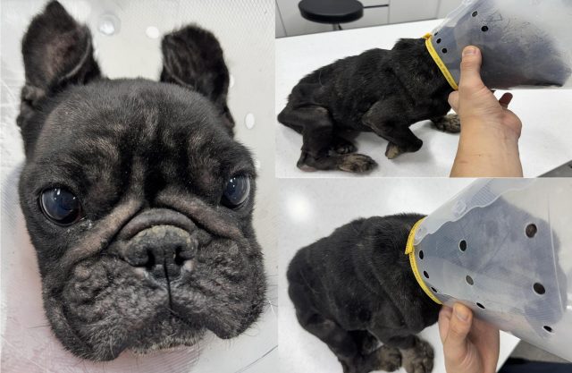 프렌치 불독 사진