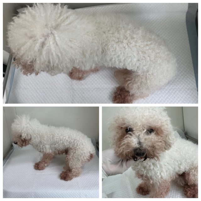 비숑 프리제 사진