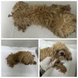 푸들 사진