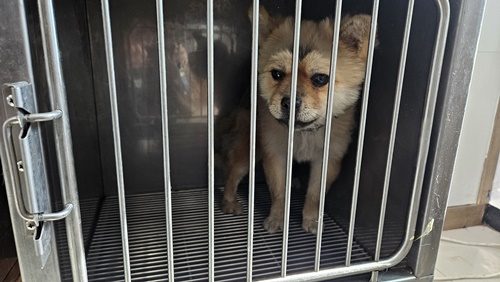 믹스견 사진 2