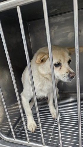 믹스견 사진