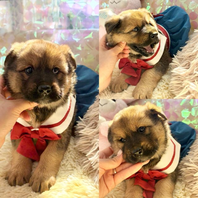 믹스견 사진 2