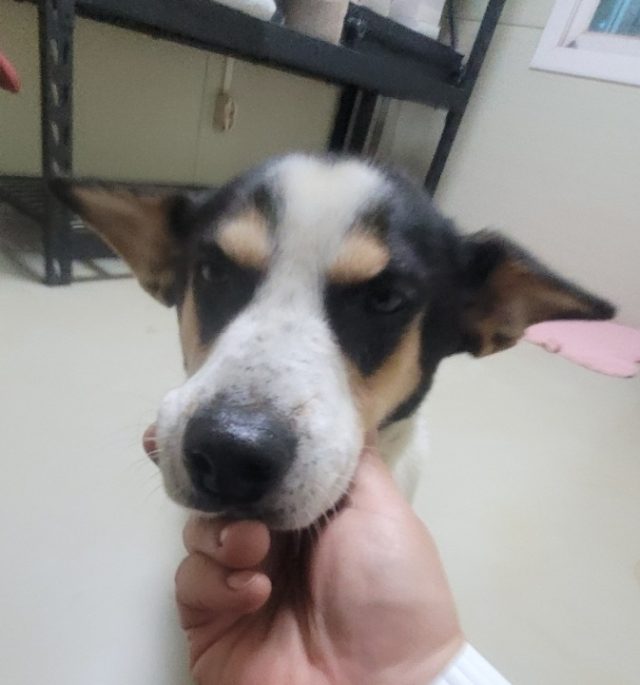 믹스견 사진 2