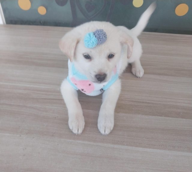 기타 사진
