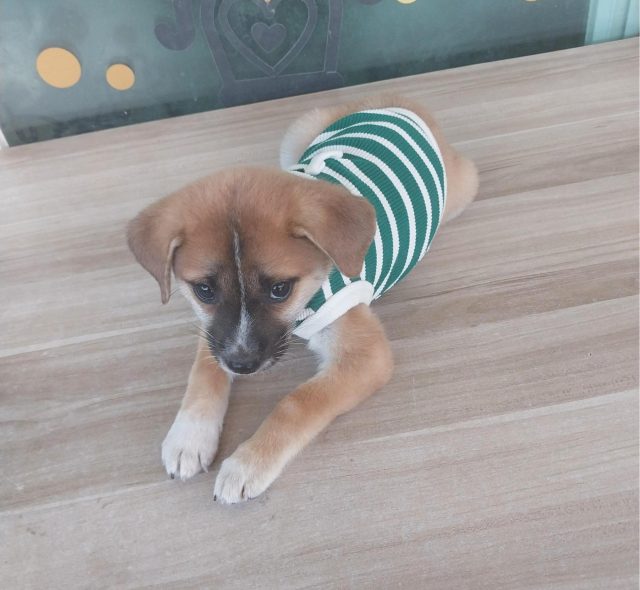 기타 사진 2